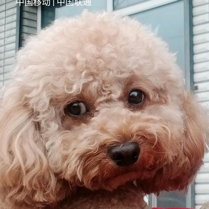 秋叶