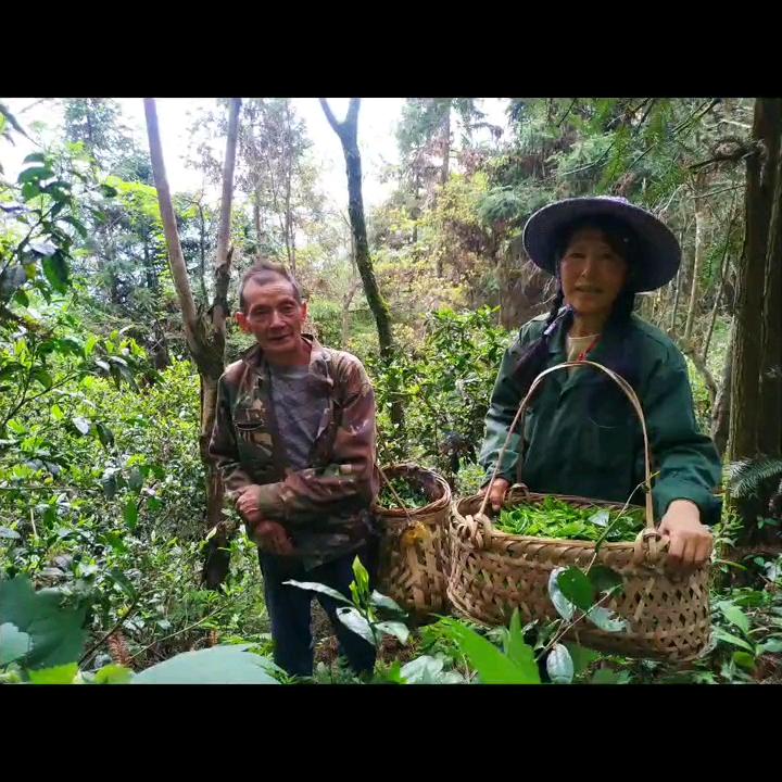 梁罗玉    武夷山牛子窠岩玉野生红茶