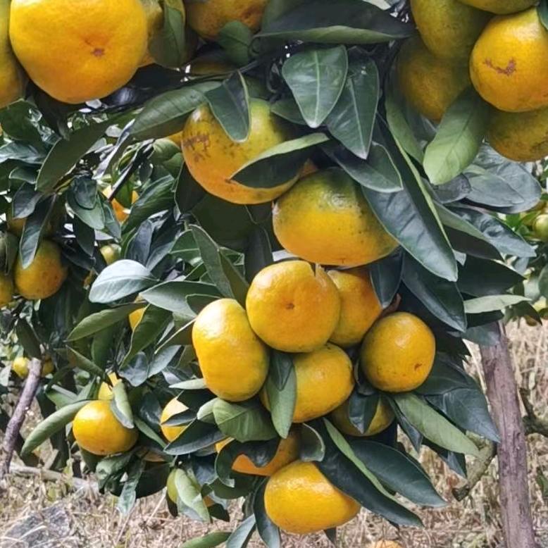 树上红家庭农场（涌泉蜜桔）