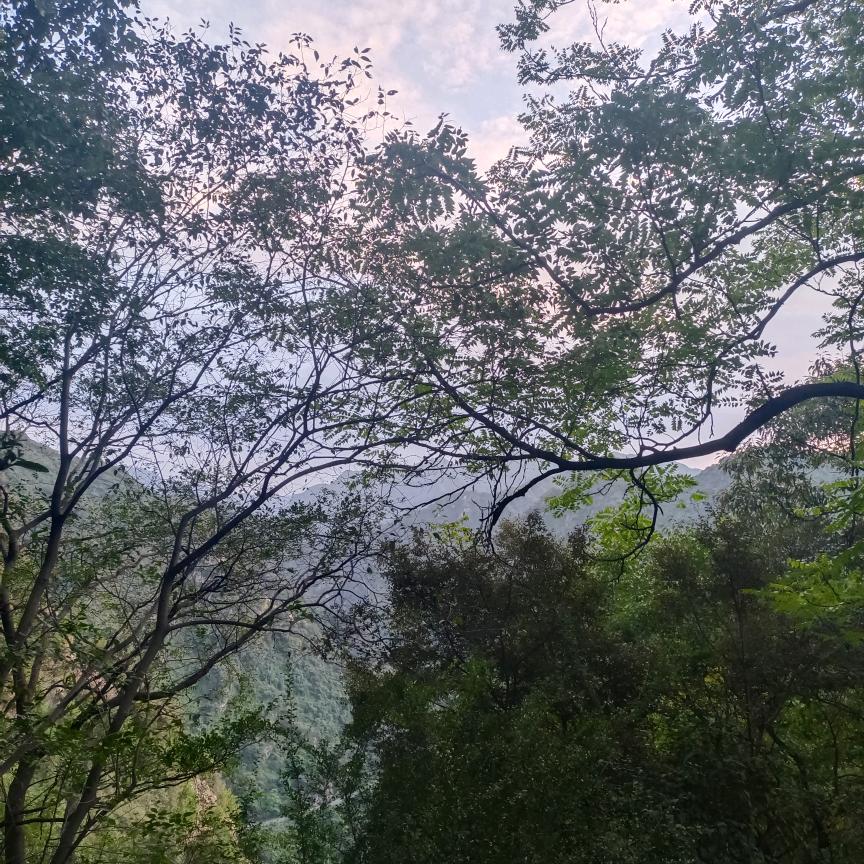 青辣椒