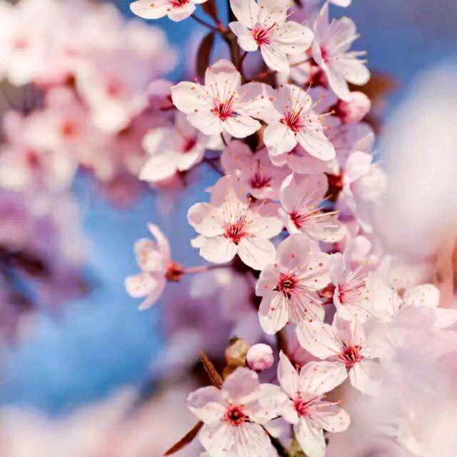 彭军芳