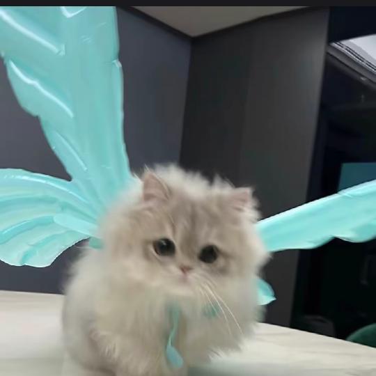羊屎