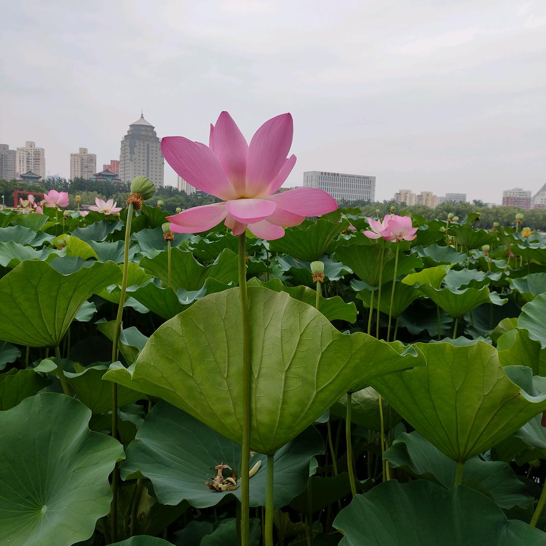 黄惠燕