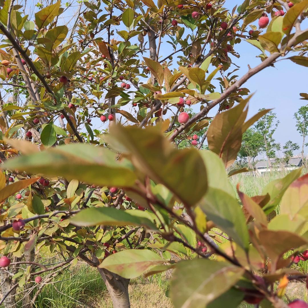 岁岁平安