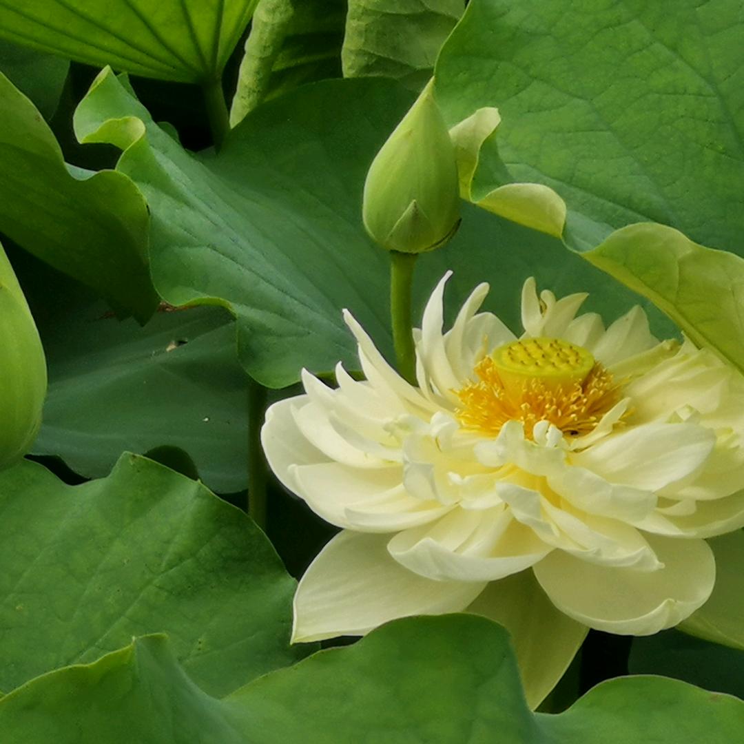 无名小卒！带你冬天掏雪看美景，喝花酒