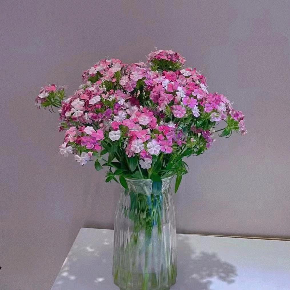 芳香玫瑰