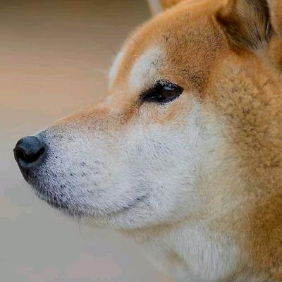 屑猫