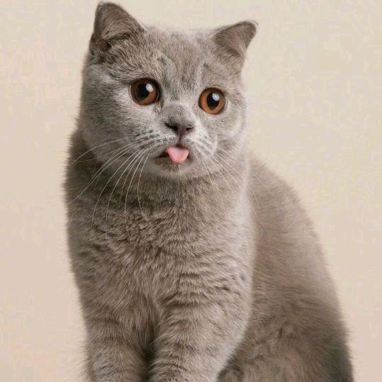 ボ☞暴躁的猫猫🐱
