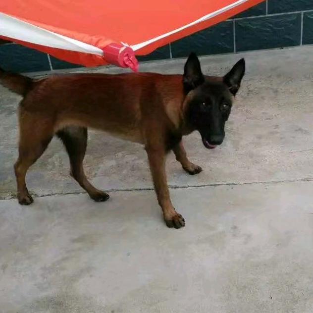 以犬会友