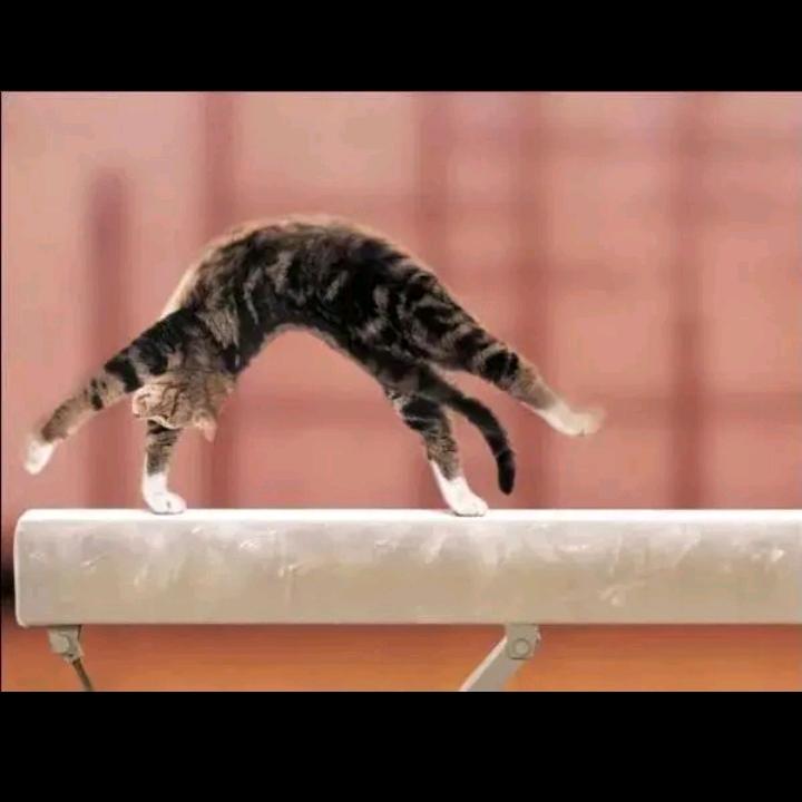我家的猫会后空翻