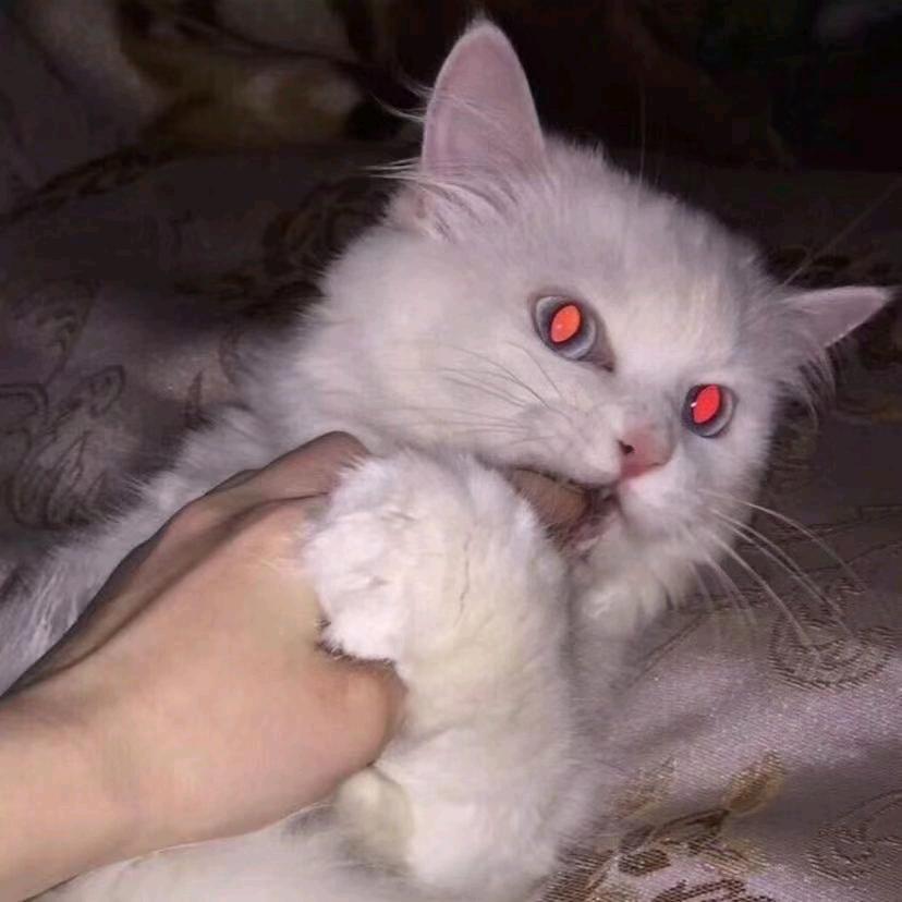 仙鱼吐泡泡o（不看抖音美女版