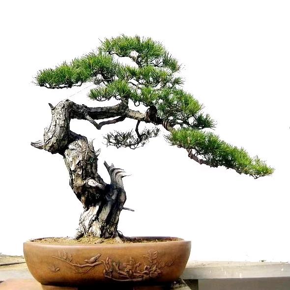 丽江小松柏💋啊海