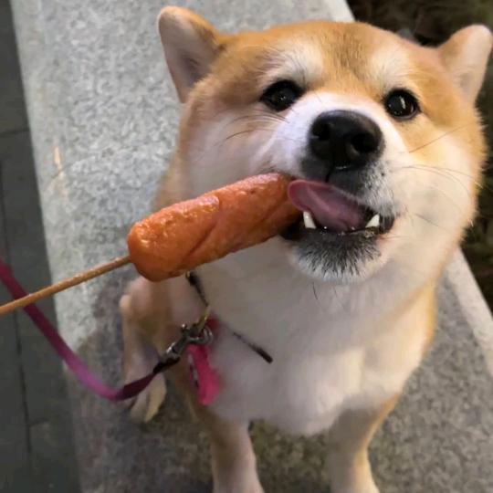 瑞瑞在冲浪