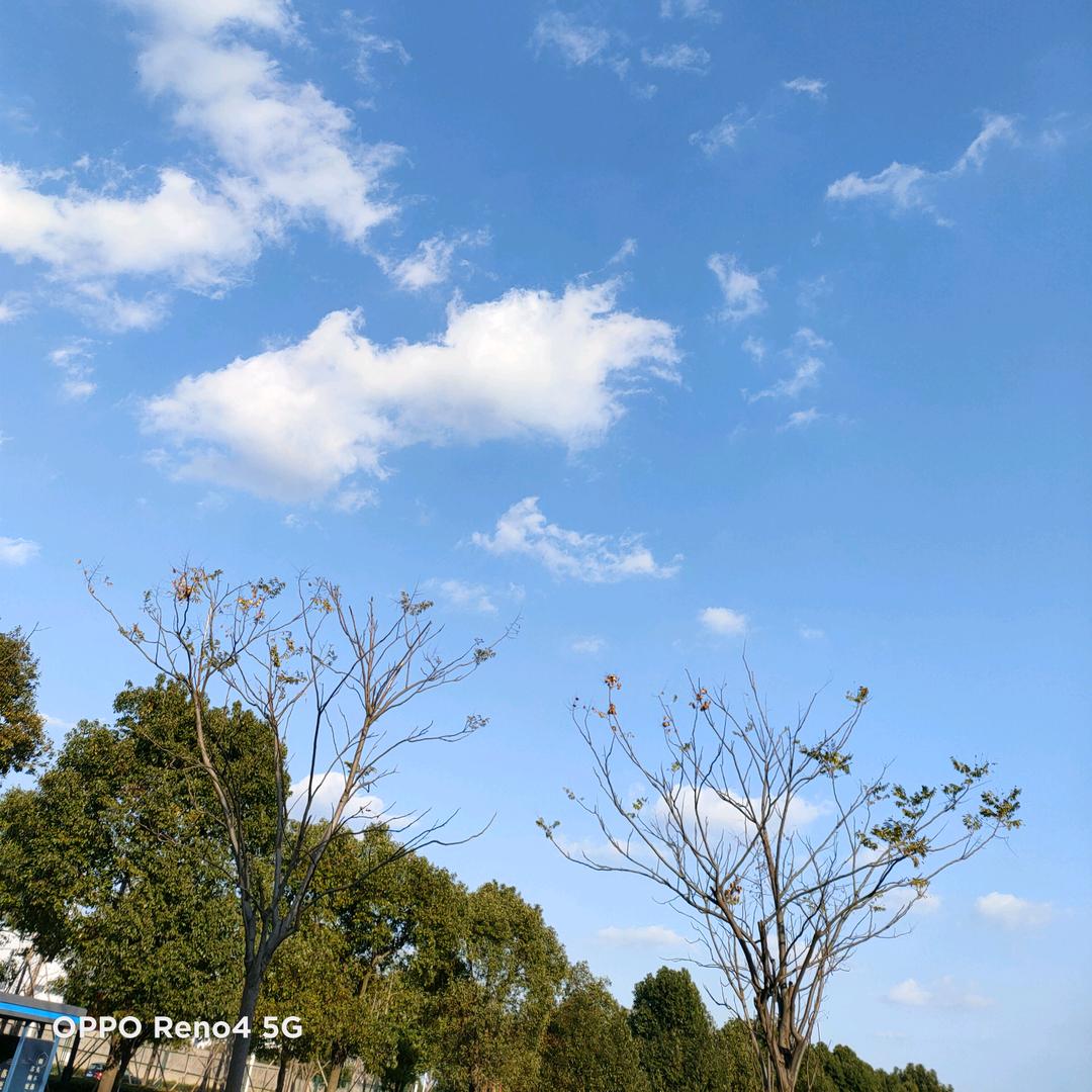 @樱花抹茶粥