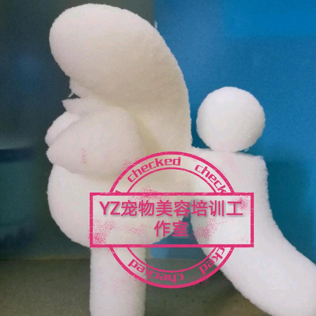 宠物造型设计培训