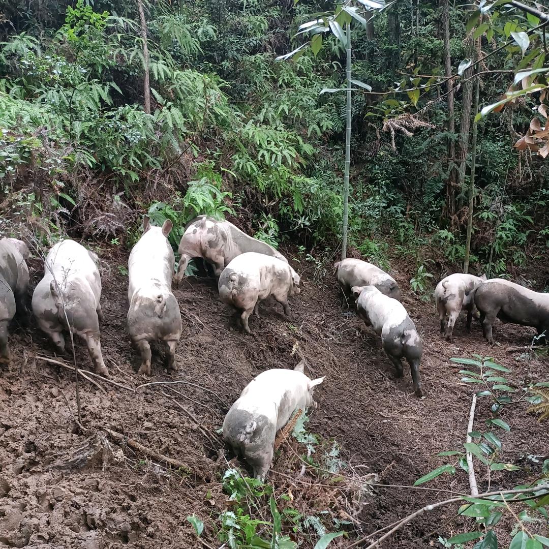 放养山猪，天天现做手工猪肉丸，牛肉丸，