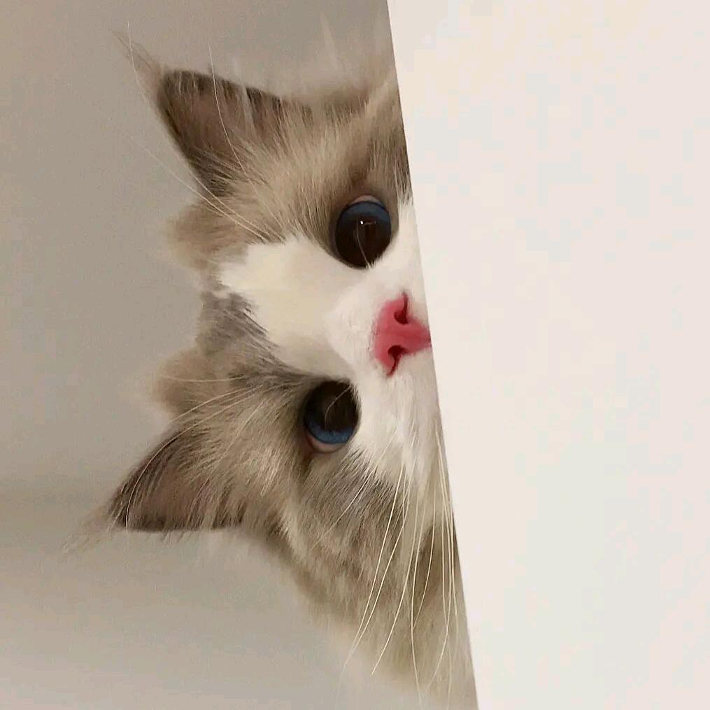 miao淼淼