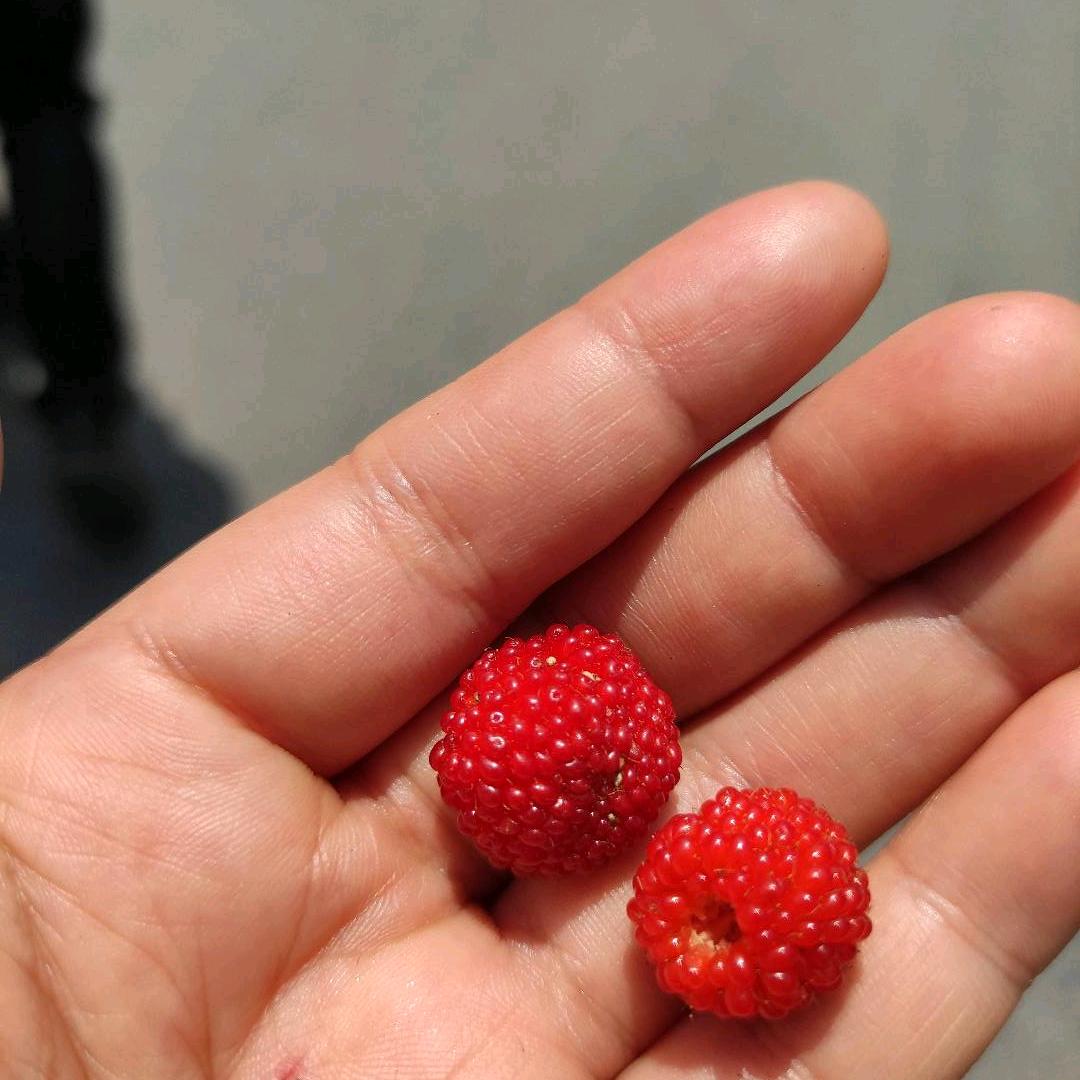 小曾妈（极速版互拆红包）