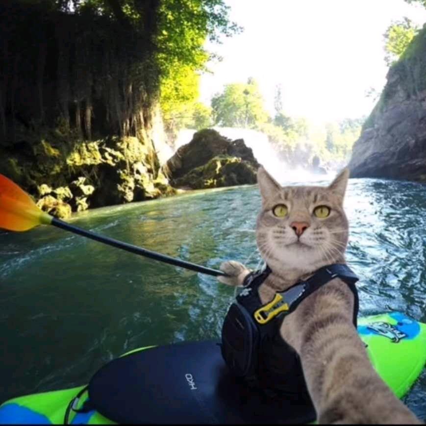 🕷️汤姆猫 🕷️🏄🏻 𓆡𓆟