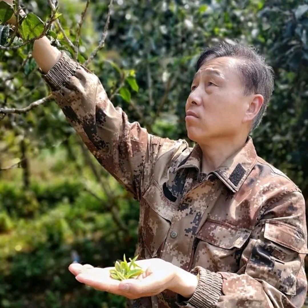 史班长古树普洱茶馆