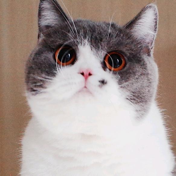 神奇的猫小咖
