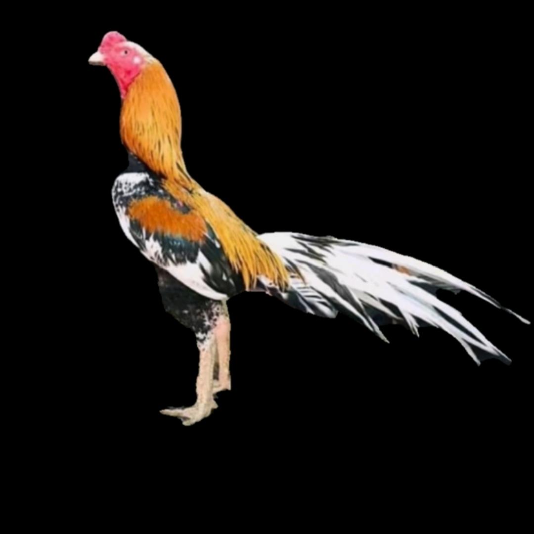 鲁西斗鸡养殖