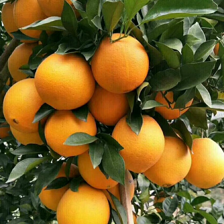 留车镇东哥农贸小铺