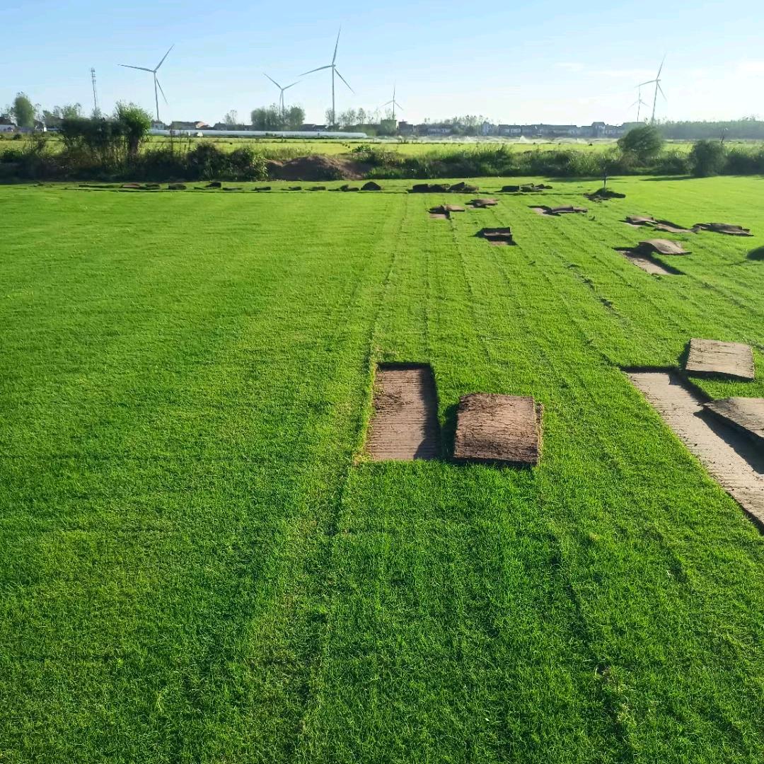黄梅草坪基地李红梅
