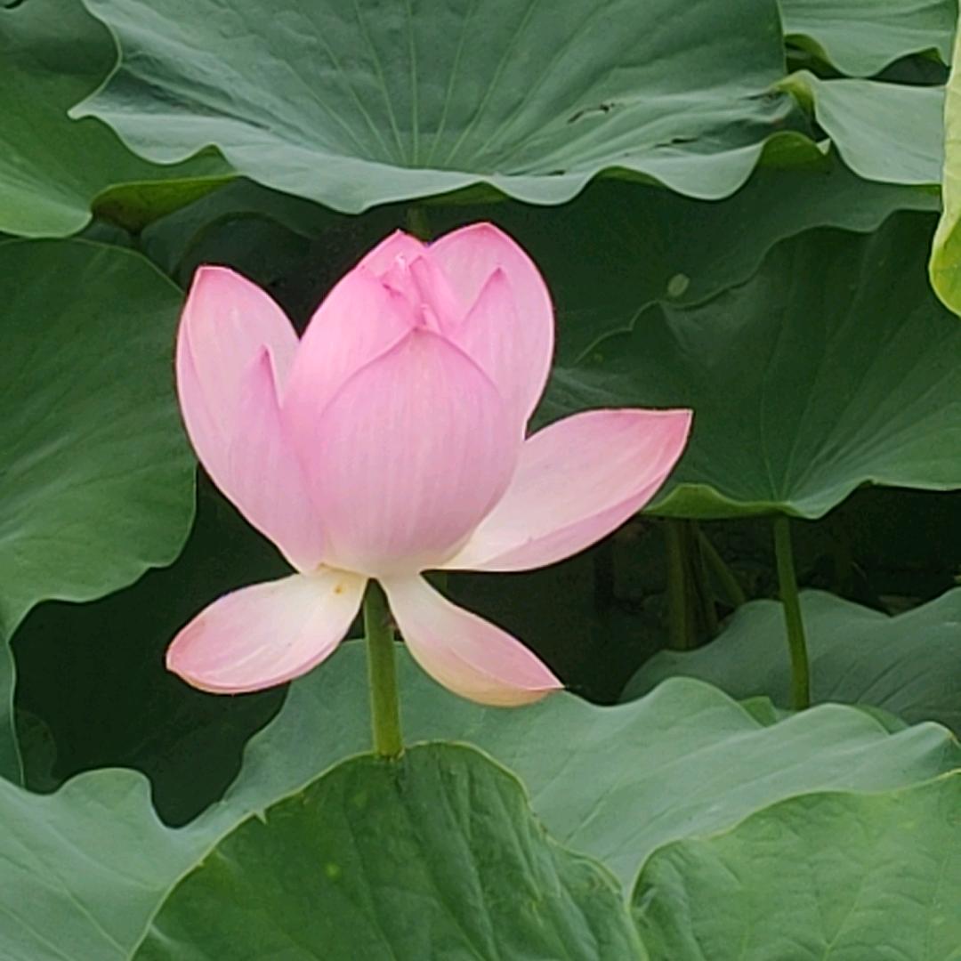 如梦💞如花🌺