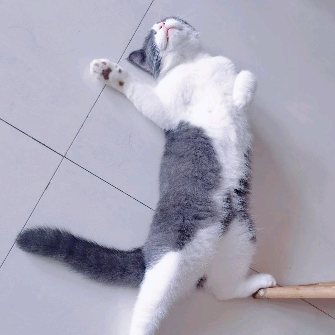 字符T