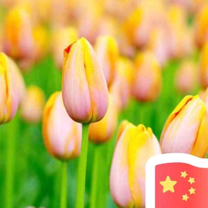 锁清秋