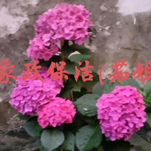 茹姐