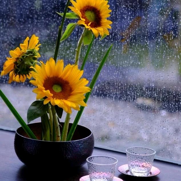 雨花石820216头像