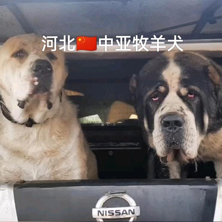 河北中亚牧羊犬