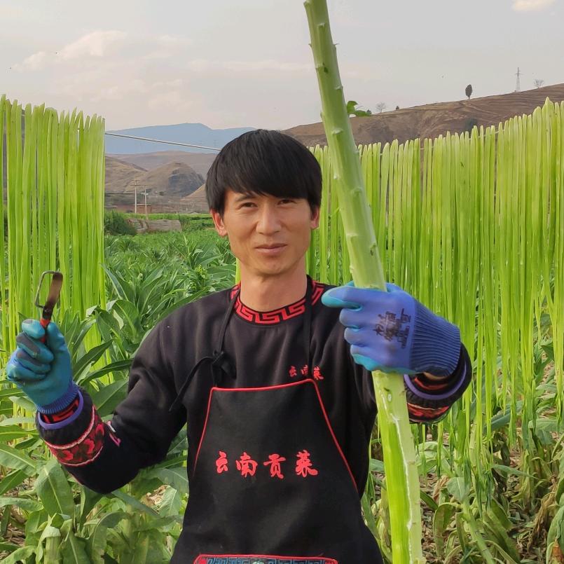 云南贡菜哥