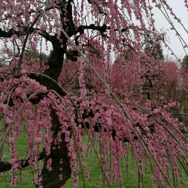 陆陆