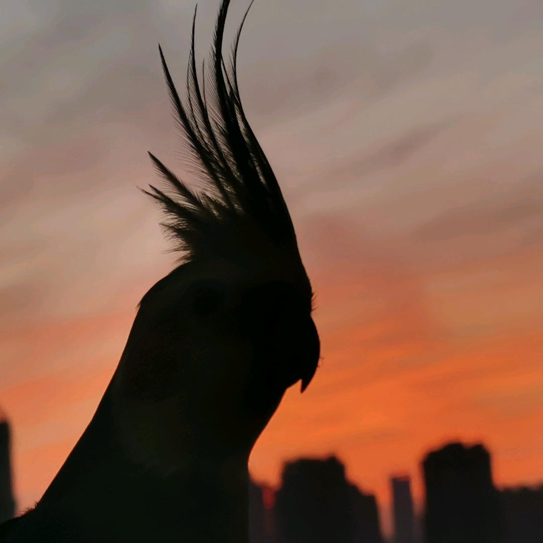 🐦野晓猪🙈🙉🙊