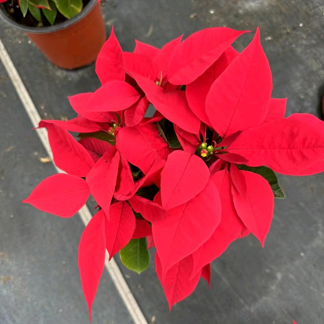 鲜花使者