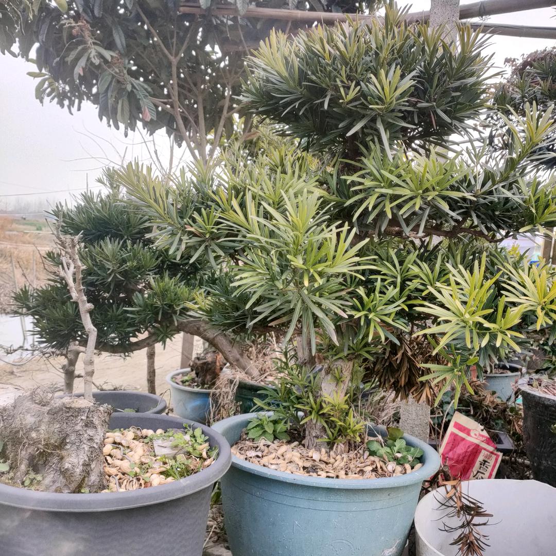 欧阳.水产养殖。蔬菜批发