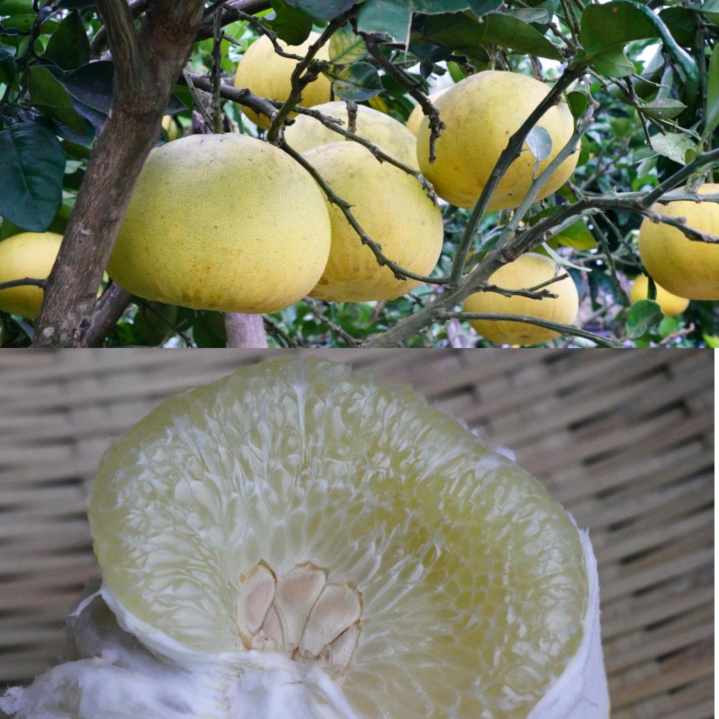 梁平竹林柚香缘