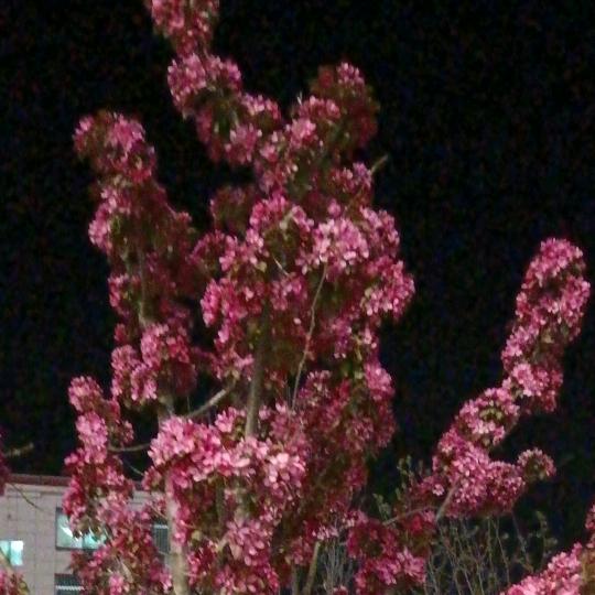 春花秋实