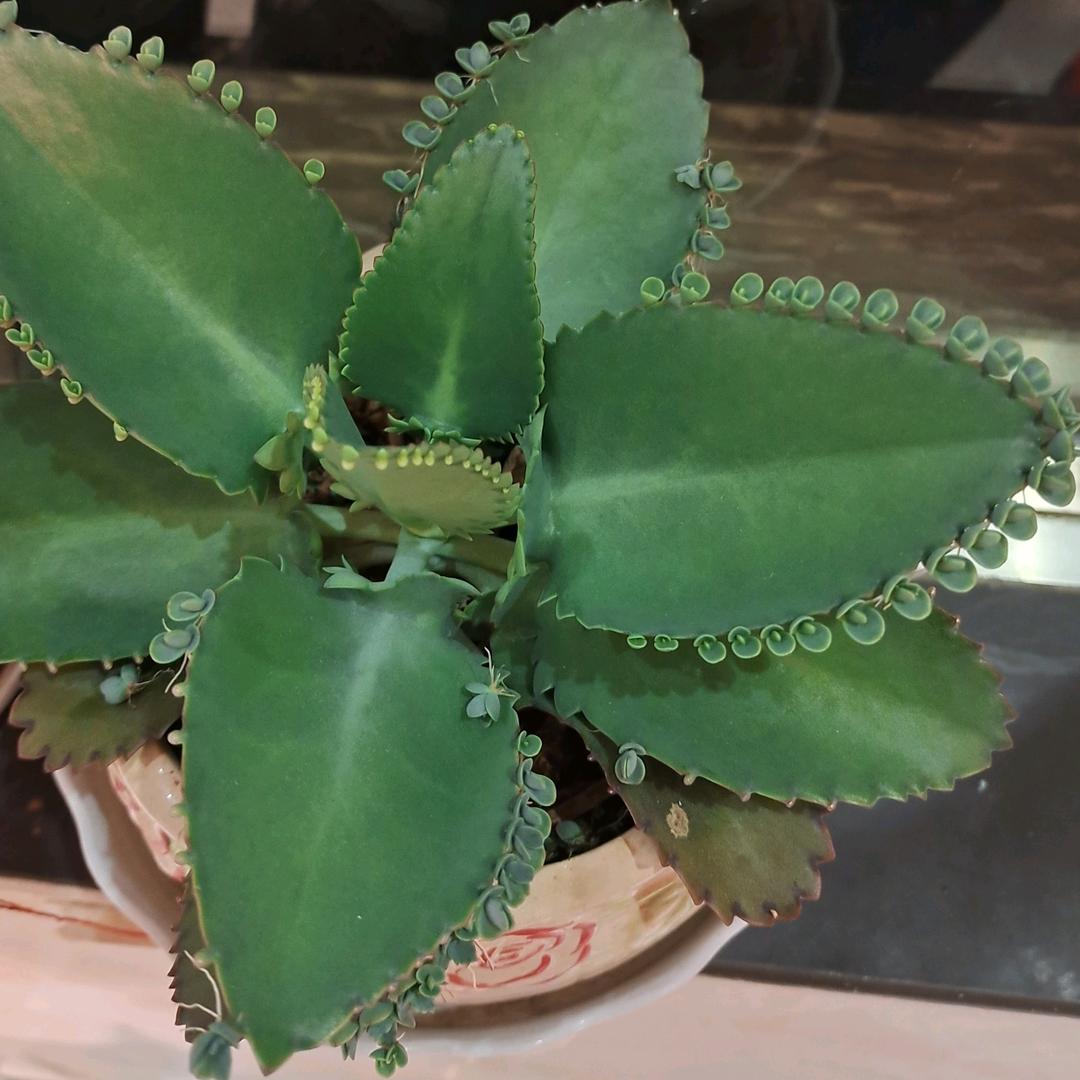 心有阳光花自开