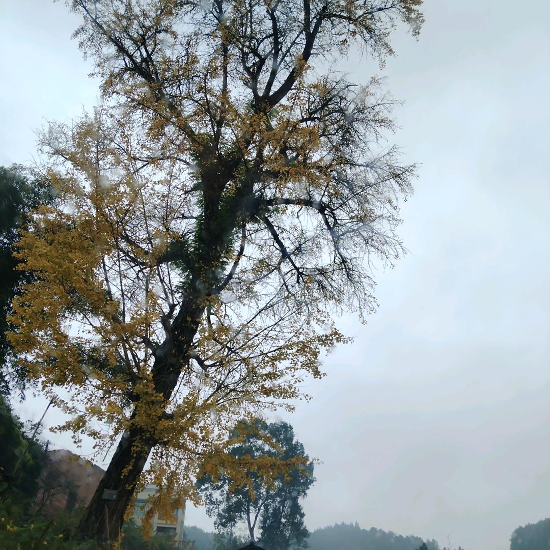 李祎熙