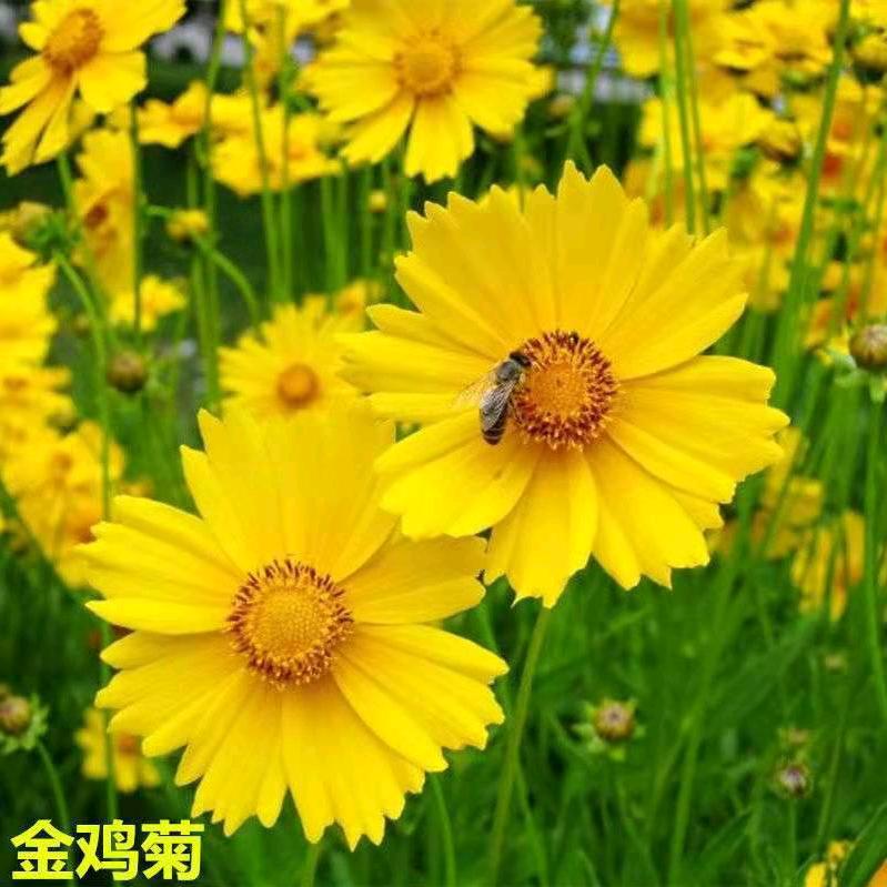 嘎松多吉