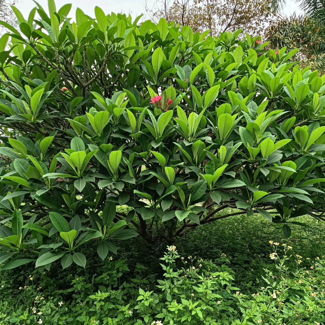 小豆豆