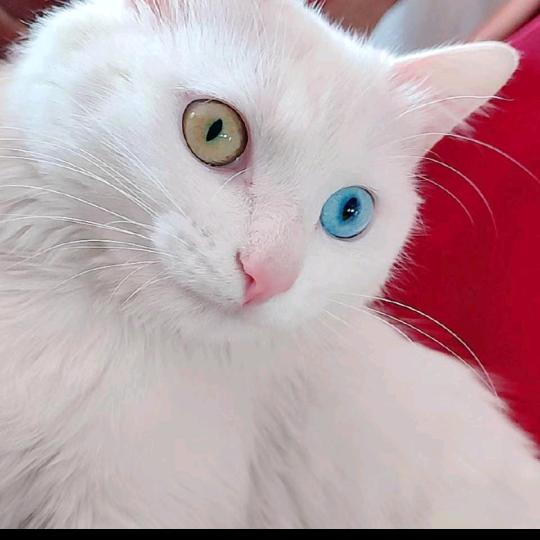 二丫姐