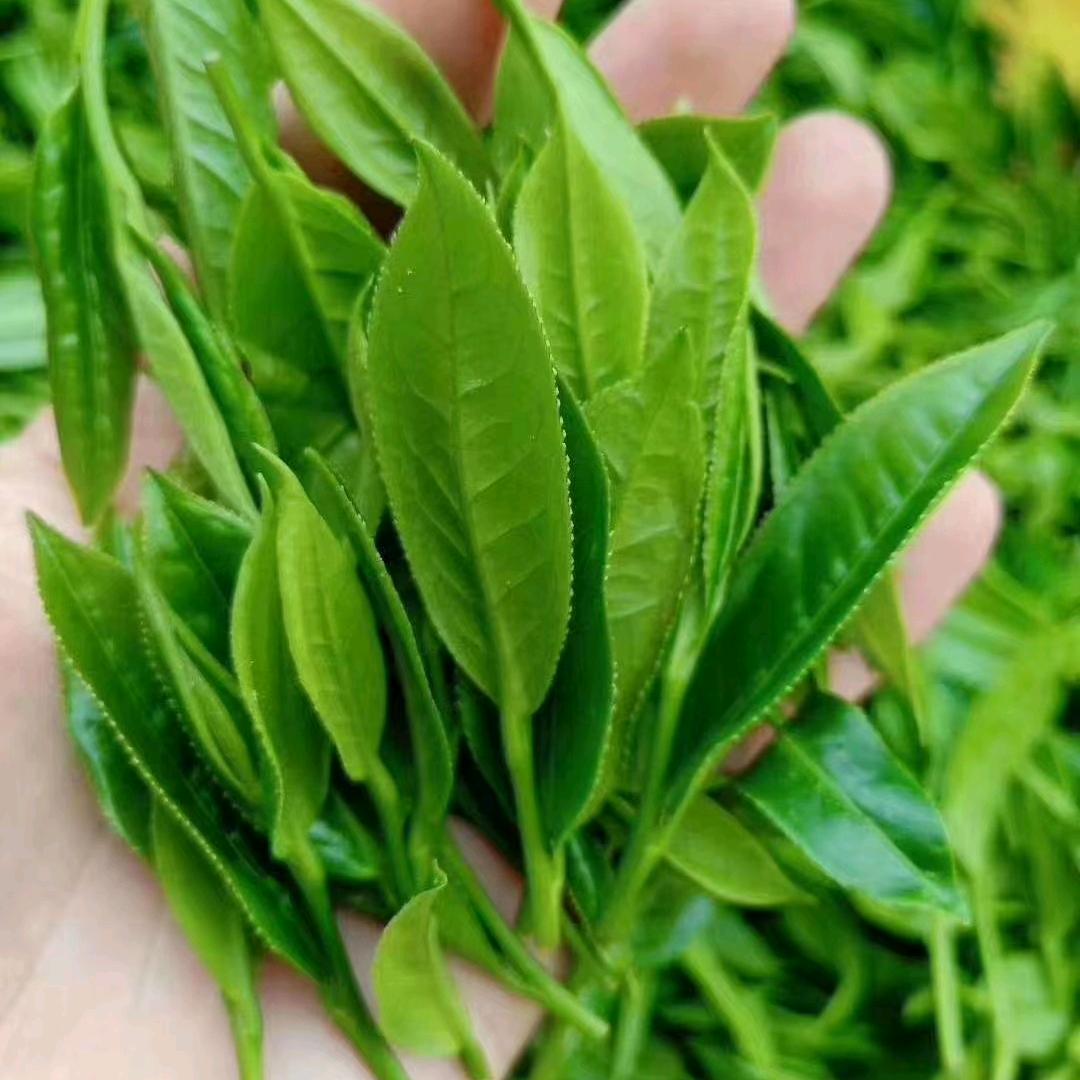 英德红茶，英红九号！