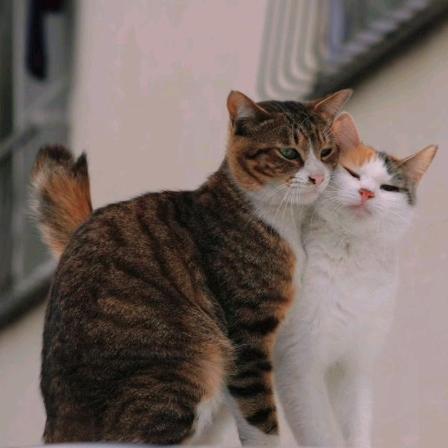 情何以堪的叶安，叶安