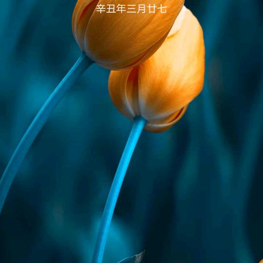大当家