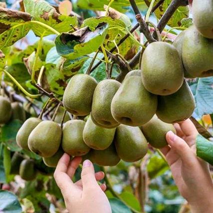 稻庄佳乐崔青青